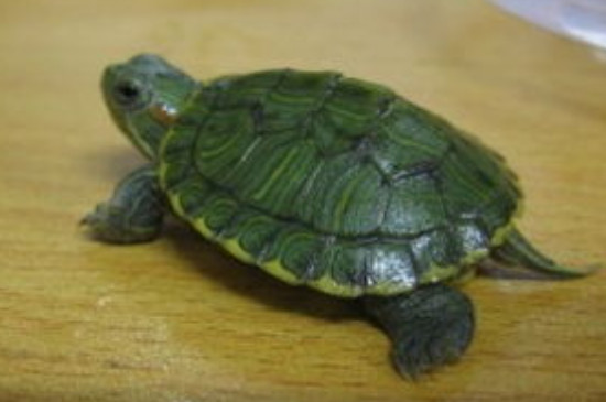 乌龟的寿命至少有几年