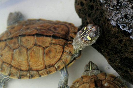 乌龟白眼能用人的眼药水吗