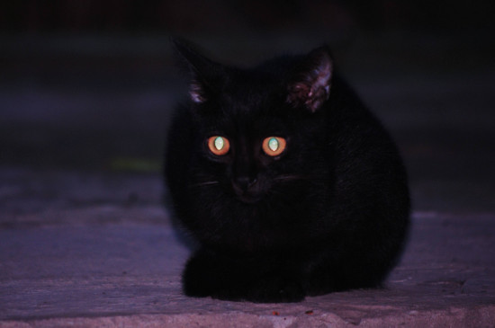 小猫为什么晚上能看见老鼠
