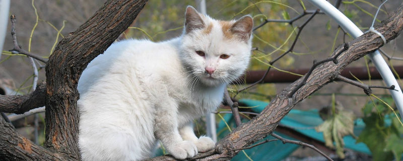 长期挨打的猫会怎样