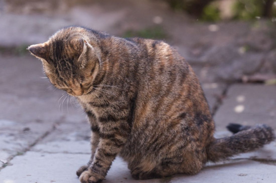 猫猫鼻子黑怎么处理