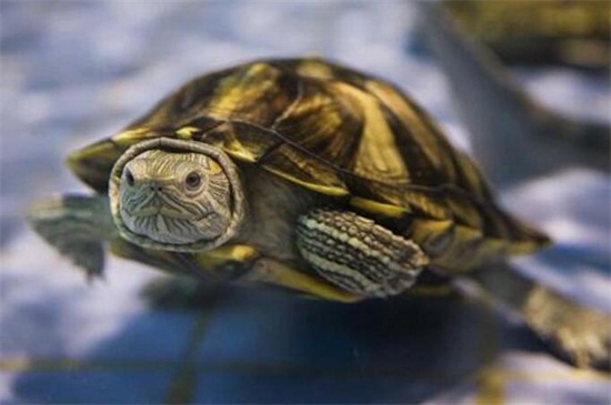 怎么判断乌龟有白眼病