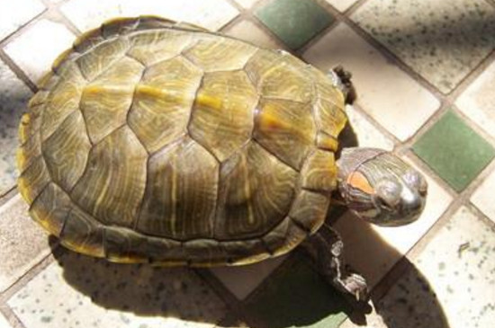 巴西龟白眼病能自愈吗