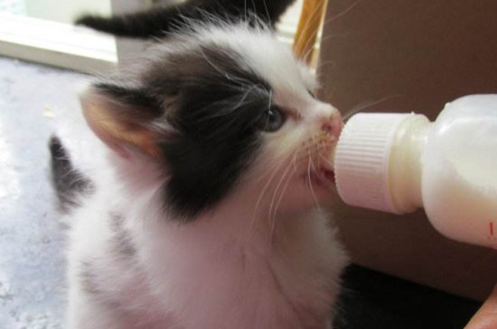 母猫奶水不足表现