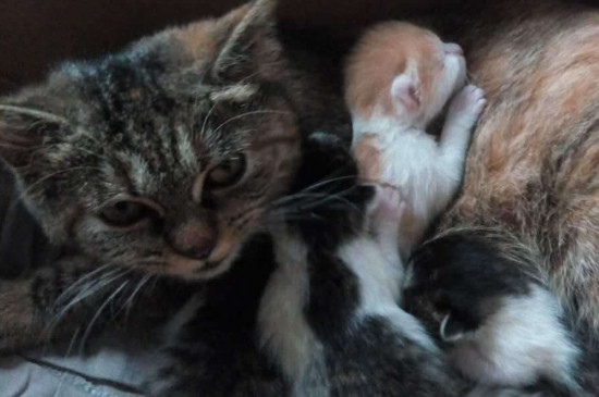母猫第一胎成活率