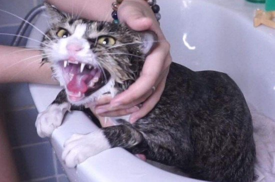 母猫产后多久可以洗澡