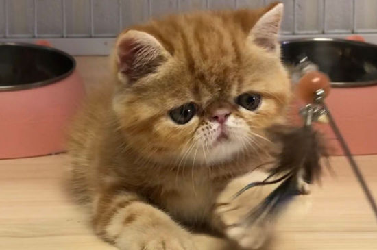 加菲猫为什么爱流眼泪