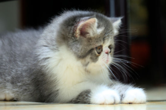 加菲猫怀孕多久生产