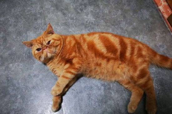 加菲猫吃什么才能长胖