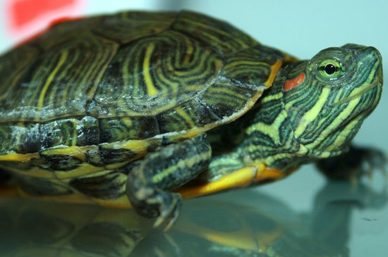 乌龟深水冬眠有什么危险