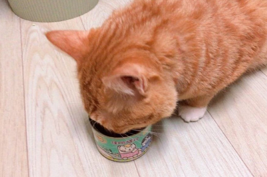 幼猫能吃罐头吗