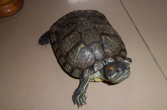 怎么逗巴西龟开心