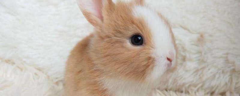 侏儒兔幼兔拉稀怎么护理