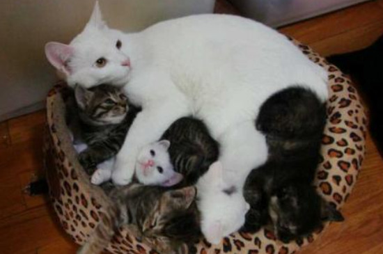 母猫为什么给小猫挪窝