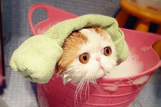 母猫生产后多久可以洗澡