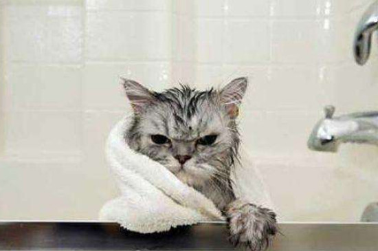 母猫生产后多久可以洗澡