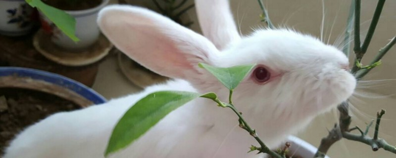 芹菜叶子可以喂兔子吗