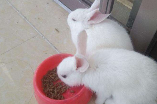 肉兔和宠物兔哪个聪明