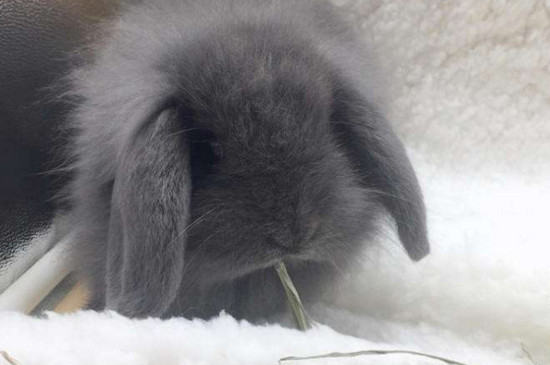 兔子拉稀不吃东西怎么办