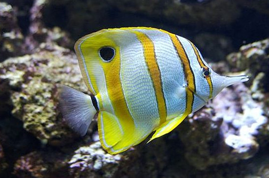 热带鱼为什么颜色变浅