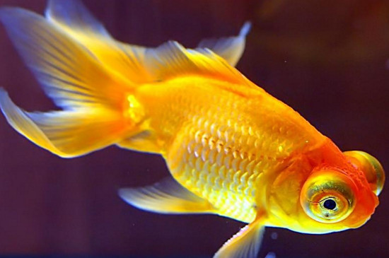 金鱼可以和什么鱼混养
