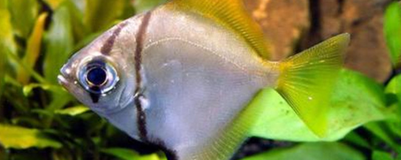 黄鳍鲳能和什么鱼混养
