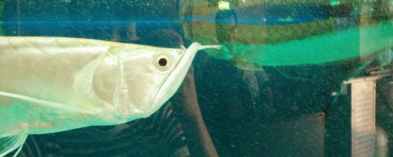 银龙鱼为什么跳缸