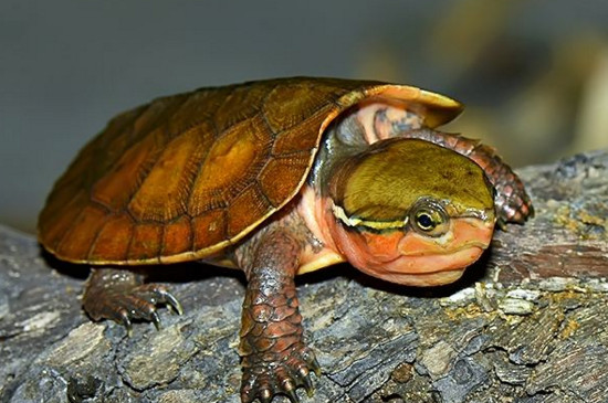 尾巴特别长的乌龟