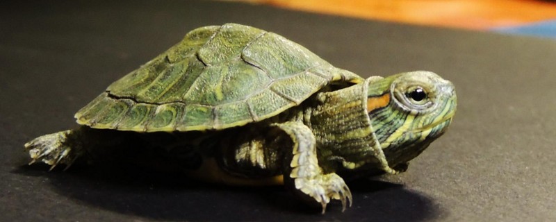 最常见乌龟品种