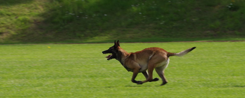 五个月马犬多大算标准