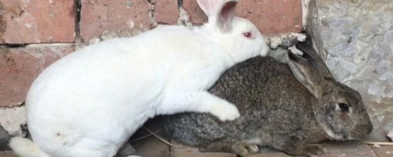 兔子配种前有什么反应