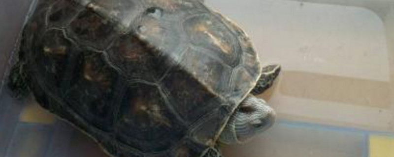 珍珠龟怎么分辨公母