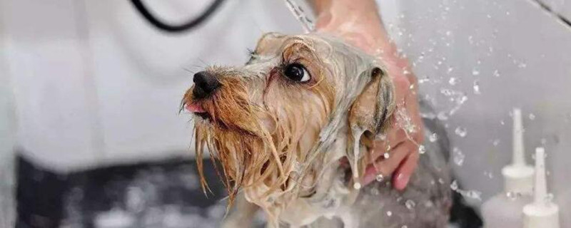 狗洗完澡第二天死了的原因