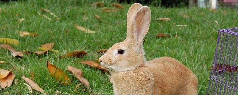 兔子喜欢你的表现