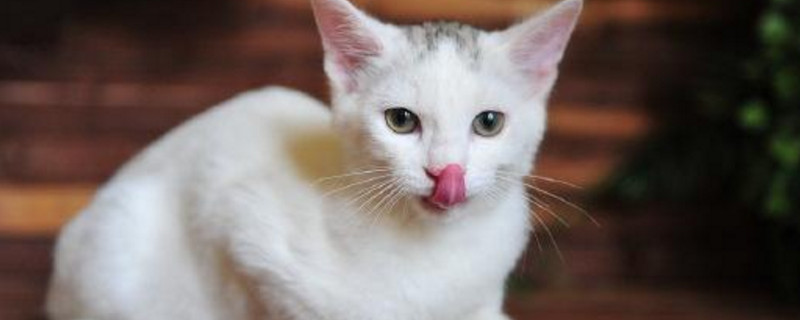 猫吐舌头剧烈喘气