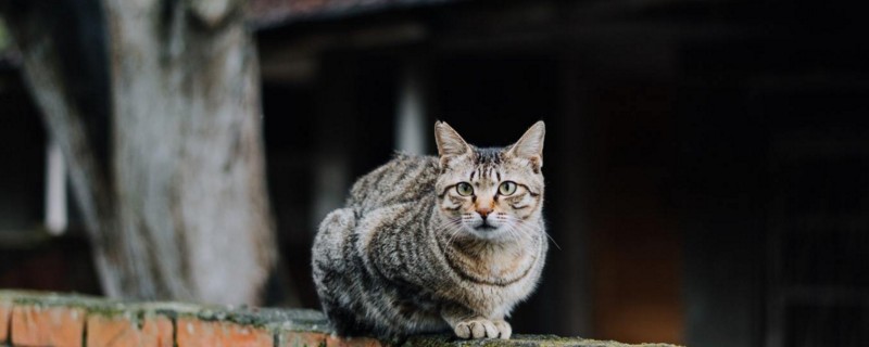 猫菊酯中毒症状