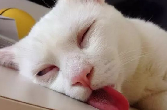 猫喘气呼吸急促吐舌头，猫一直吐舌头喘气的原因