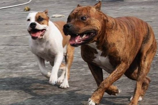 斯塔福犬为啥养的都后悔，攻击性强属于烈性禁养犬