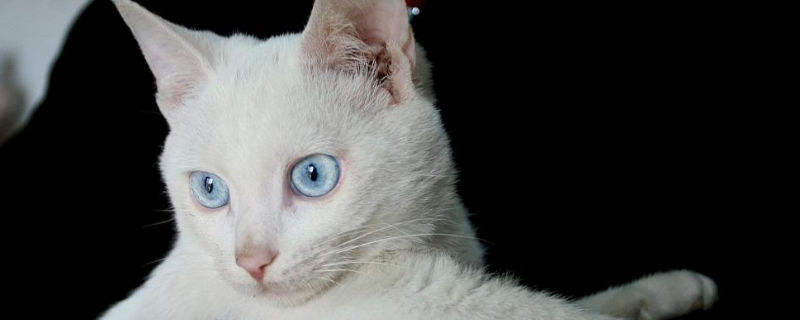 猫咪眼圈发红
