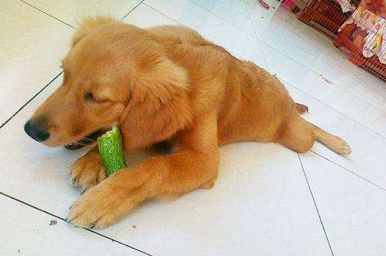 狗吃黄瓜的好处和坏处
