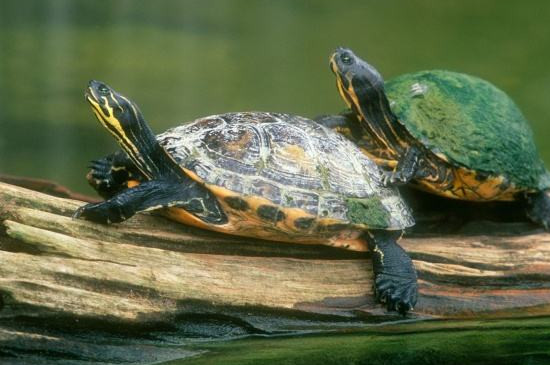 乌龟突然不爱下水了