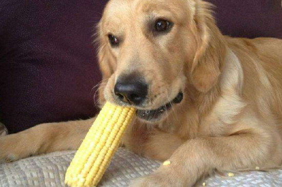 狗狗可以吃玉米吗，能吃但要少吃以免拉肚子