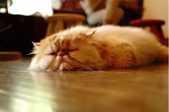 猫咪睡觉被吵醒会生气吗