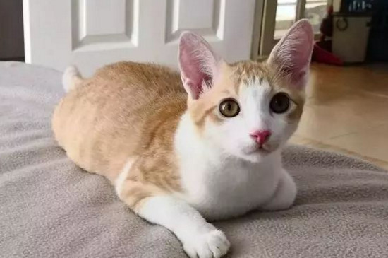 为什么小橘猫很瘦