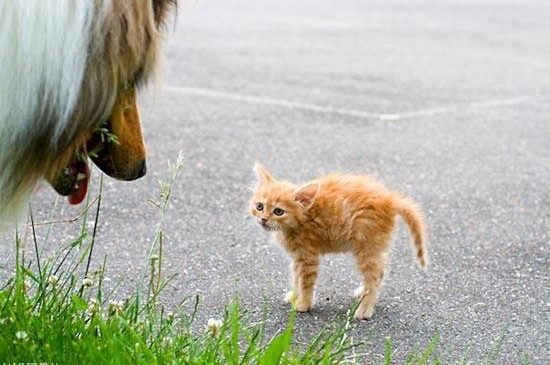 为什么小橘猫很瘦