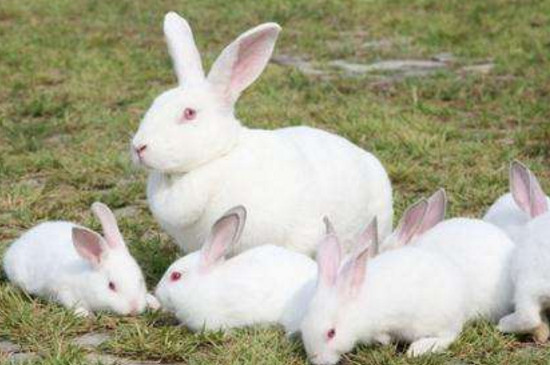 兔子配种需几天
