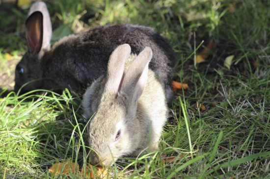 什么草可以割给兔子吃