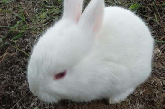 刚买的小白兔怎么养