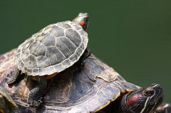 巴西红耳龟怎么看年龄