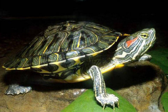 养乌龟为什么要用晒灯